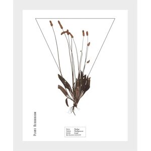 QUEENCE - Plantaginaceae - 40x50 cm - Hochformat - Wandbild QUEENCE - Plantaginaceae - 40x50 cm - Hochformat - Wandbild