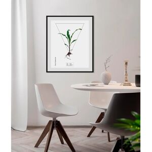 QUEENCE - Zea mays - 50x70 cm - Hochformat - Kunstdruck QUEENCE - Zea mays - 50x70 cm - Hochformat - Kunstdruck