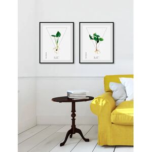 QUEENCE - Calla palustrisa - 50x70 cm - Wandbild QUEENCE - Calla palustrisa - 50x70 cm - Wandbild