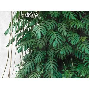 LIVING WALLS Mural de jungla - Papel pintado LIVING WALLS Mural de jungla - Papel pintado