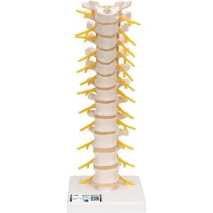 3B Scientific Human Anatomie – Hrudní páteř + Bezplatná aplikace anatomie 3B Scientific Human Anatomie – Hrudní páteř + Bezplatná aplikace anatomie