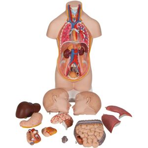 3B Scientific B22 - Miniature Human Trunk with Head 3B Scientific B22 - Miniature Human Trunk with Head