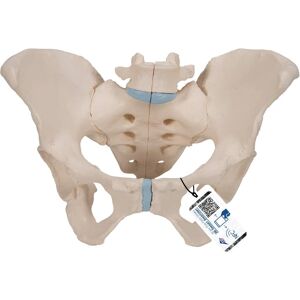 3B Scientific – Lidská anatomie – model ženské pánve – 3-part – Anatomy model 3B Scientific – Lidská anatomie – model ženské pánve – 3-part – Anatomy model