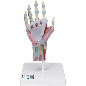 3B Scientific Model Hand with Ligaments & Muscles - Anatomical Model 3B Scientific Model Hand with Ligaments & Muscles - Anatomical Model