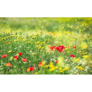KOMAR Paisaje Floral Tapiz de Pared - Decoración KOMAR Paisaje Floral Tapiz de Pared - Decoración