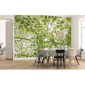 KOMAR Green Forest Wall Mural - 250x280 cm - Living Room & Bedroom KOMAR Green Forest Wall Mural - 250x280 cm - Living Room & Bedroom
