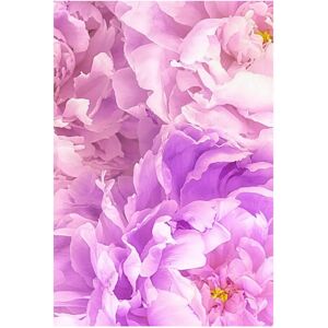 KOMAR Soave Rosa Poster - Indoor KOMAR Soave Rosa Poster - Indoor