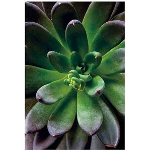 KOMAR Succulent Single Bunt Poster - Indoor KOMAR Succulent Single Bunt Poster - Indoor
