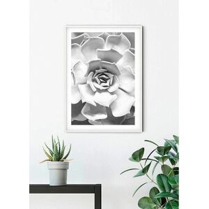 KOMAR Succulent Closeup Bunt Poster - Poster KOMAR Succulent Closeup Bunt Poster - Poster
