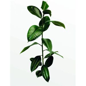 KOMAR Ficus Branch Poster - Blumen Wandbild für Kinder & Schlafzimmer KOMAR Ficus Branch Poster - Blumen Wandbild für Kinder & Schlafzimmer