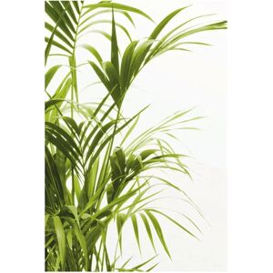 KOMAR - Reed Leaves - 50x70 cm - Poster KOMAR - Reed Leaves - 50x70 cm - Poster