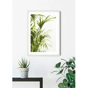 KOMAR Reed Leaves Poster - Pflanzen Blätter - 40cm x 30cm - Poster KOMAR Reed Leaves Poster - Pflanzen Blätter - 40cm x 30cm - Poster