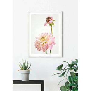 KOMAR Dahlia Bunt Blumen Poster - Poster KOMAR Dahlia Bunt Blumen Poster - Poster