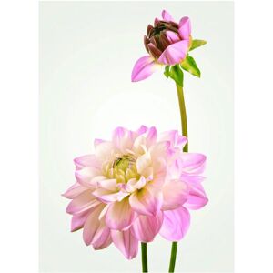 KOMAR - Dahlia - 30x40 cm - Bunt - Poster KOMAR - Dahlia - 30x40 cm - Bunt - Poster