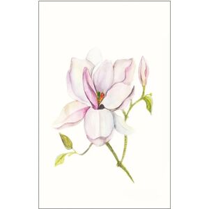 KOMAR Magnolia Shine Poster - Blumen - 50x70cm - Poster KOMAR Magnolia Shine Poster - Blumen - 50x70cm - Poster