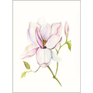 KOMAR Magnolia Shine Bunt Poster - Innenbereich KOMAR Magnolia Shine Bunt Poster - Innenbereich
