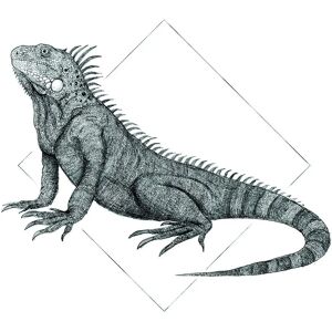 KOMAR Iguana White Bunt Poster - Tiere Indoor Kunst KOMAR Iguana White Bunt Poster - Tiere Indoor Kunst