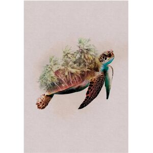 KOMAR Tiere Paradies Schildkröte Poster - Tiere - 50x70cm KOMAR Tiere Paradies Schildkröte Poster - Tiere - 50x70cm