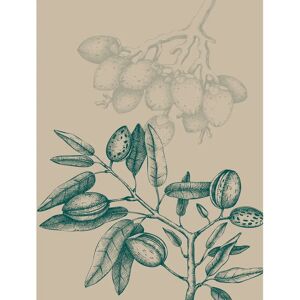 KOMAR - Wild Mandolino - beige - 40x50 cm - Wall Art KOMAR - Wild Mandolino - beige - 40x50 cm - Wall Art