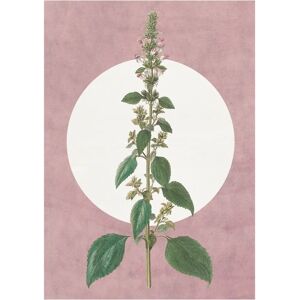 KOMAR - Menthe en Croissance - 30 cm x 40 cm - Poster KOMAR - Menthe en Croissance - 30 cm x 40 cm - Poster