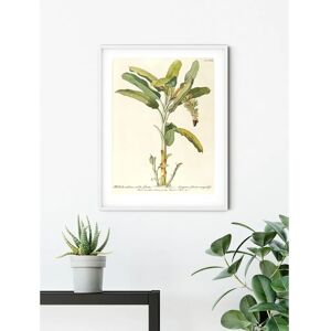 KOMAR Rainforest Sapling Poster - Wall Art KOMAR Rainforest Sapling Poster - Wall Art