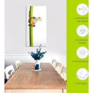 ARTland - Frosch - Weiß - 20x20 cm - Glass picture ARTland - Frosch - Weiß - 20x20 cm - Glass picture