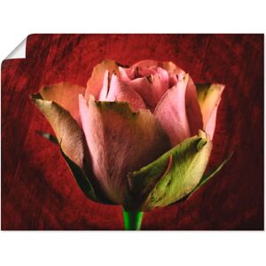 ARTLAND - Rosa Rose - 40x30 cm - Pink Wall art ARTLAND - Rosa Rose - 40x30 cm - Pink Wall art