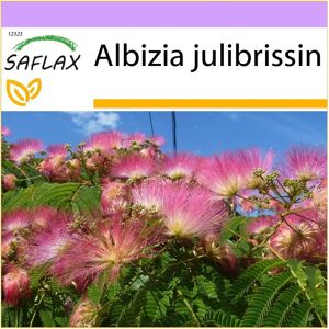 Saflax - Albizia julibrissin - Rose - Arbre - 50 Semences - Publicité Saflax - Albizia julibrissin - Rose - Arbre - 50 Semences - Publicité