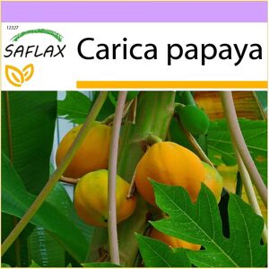 Saflax - Papaya - 30 graines - Arbre fruitier tropical - Semences - Publicité Saflax - Papaya - 30 graines - Arbre fruitier tropical - Semences - Publicité
