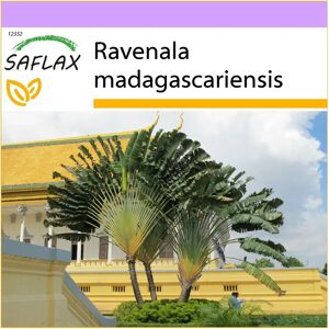 Saflax Ravenala madagascariensis - Graines de plante - Publicité Saflax Ravenala madagascariensis - Graines de plante - Publicité