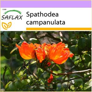Saflax - Arbre de Tulipe Africain - 30 graines - Spathodea campanulata - Type d’arbre - Publicité Saflax - Arbre de Tulipe Africain - 30 graines - Spathodea campanulata - Type d’arbre - Publicité