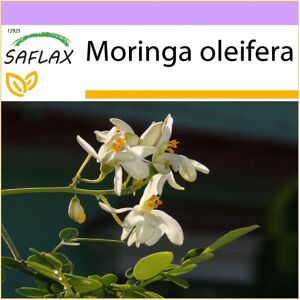 Saflax - Graines de Moringa - Raifort - 10 graines - Plante nutritive - Publicité Saflax - Graines de Moringa - Raifort - 10 graines - Plante nutritive - Publicité