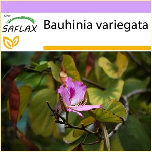Saflax - Bauhinia variegata - Fleurs roses - Arbre - Publicité Saflax - Bauhinia variegata - Fleurs roses - Arbre - Publicité