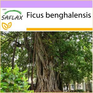 Saflax Ficus benghalensis - 20 graines - Arbre - Publicité Saflax Ficus benghalensis - 20 graines - Arbre - Publicité