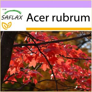 Saflax - Érable Rouge - 20 Graines - Résistant au Gel - Rouge d'Automne - Arbre - Publicité Saflax - Érable Rouge - 20 Graines - Résistant au Gel - Rouge d'Automne - Arbre - Publicité
