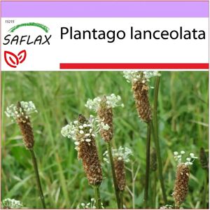 Saflax - Plantago lanceolata - 100 graines - Graines - Publicité Saflax - Plantago lanceolata - 100 graines - Graines - Publicité