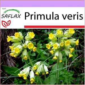 Saflax Primevère - 100 graines - Fleur de Printemps Jaune - Plante médicinale - Publicité Saflax Primevère - 100 graines - Fleur de Printemps Jaune - Plante médicinale - Publicité