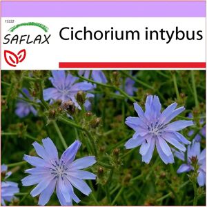 Saflax - Cichorium intybus - Chicorée sauvage - 250 graines - Plante médicinale et comestible - Publicité Saflax - Cichorium intybus - Chicorée sauvage - 250 graines - Plante médicinale et comestible - Publicité