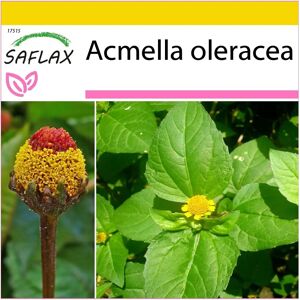 Saflax - Acmella oleracea - 500 Graines - Herbes - Publicité Saflax - Acmella oleracea - 500 Graines - Herbes - Publicité