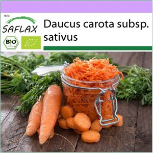 Saflax - Roi de l'automne - Graines de carotte biologique - Publicité Saflax - Roi de l'automne - Graines de carotte biologique - Publicité
