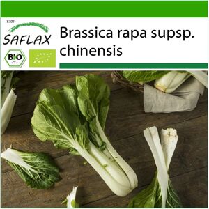 Saflax - Biologique - Chou chinois moutarde - Pak Choi - 300 graines - Brassica rapa - Semences légumes - Publicité Saflax - Biologique - Chou chinois moutarde - Pak Choi - 300 graines - Brassica rapa - Semences légumes - Publicité