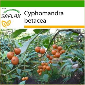 Saflax - Tamarillo - 50 Semences - Avec Substrat - Arbre - Publicité Saflax - Tamarillo - 50 Semences - Avec Substrat - Arbre - Publicité