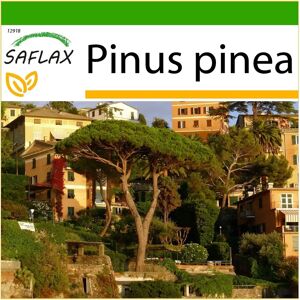 Saflax Pinie - 6 Semences - Climat Méditerranéen - Semences - Publicité Saflax Pinie - 6 Semences - Climat Méditerranéen - Semences - Publicité