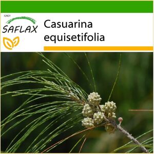SAFLAX - Casuarina equisetifolia - 200 graines - Arbre robuste - Publicité SAFLAX - Casuarina equisetifolia - 200 graines - Arbre robuste - Publicité