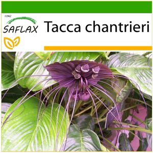 Saflax - Fleur chauve-souris noire - 10 graines - Avec substrat - Tacca chantrieri - Publicité Saflax - Fleur chauve-souris noire - 10 graines - Avec substrat - Tacca chantrieri - Publicité