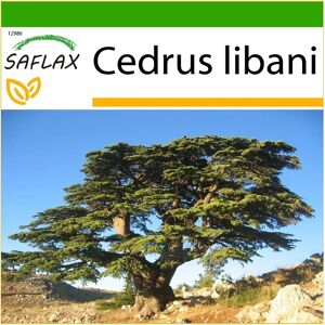 Saflax - Cèdre du Liban - 20 graines - Variété: Habitat Naturel - Publicité Saflax - Cèdre du Liban - 20 graines - Variété: Habitat Naturel - Publicité