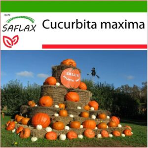 Citrouille Atlantic Giant Saflax - 7 graines - Avec terre - Publicité Citrouille Atlantic Giant Saflax - 7 graines - Avec terre - Publicité