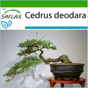 Saflax - Cedrus deodara - Bonsai - 35 graines - Publicité Saflax - Cedrus deodara - Bonsai - 35 graines - Publicité