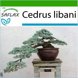 Saflax - Cèdre du Liban - 20 graines - Bonsai - Arbre - Semences - Publicité Saflax - Cèdre du Liban - 20 graines - Bonsai - Arbre - Semences - Publicité