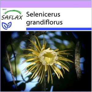 Saflax Selenicerus grandiflorus - Reine de la Nuit Graines - Publicité Saflax Selenicerus grandiflorus - Reine de la Nuit Graines - Publicité